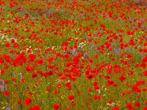 klatschmohn poppy flower meadow