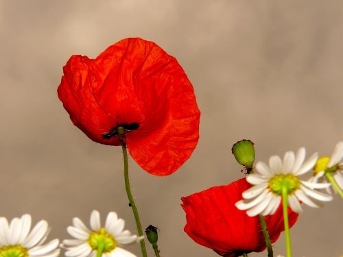 klatschmohn poppy red