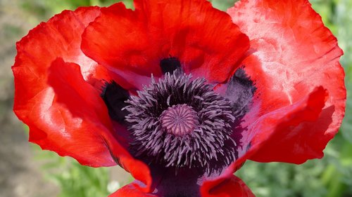 klatschmohn  poppy  close up