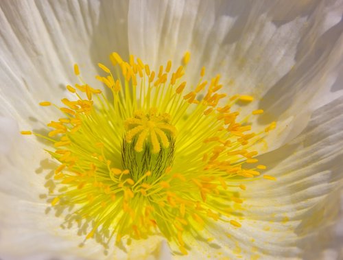 klatschmohn  plant  nature