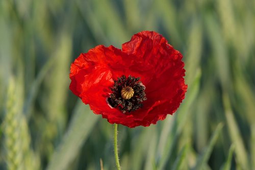 klatschmohn  poppy flower  cornfield