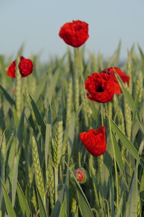 klatschmohn  poppy flower  cornfield