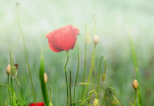 klatschmohn  poppy  flower