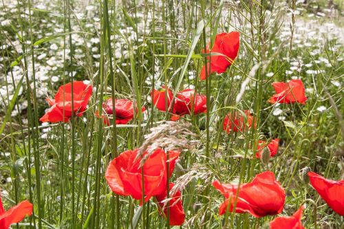 klatschmohn papaver rhoeas flower