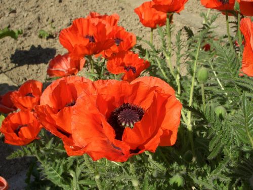 klatschmohn poppy red