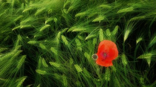 klatschmohn  poppy  poppy flower