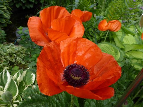 klatschmohn flower blossom