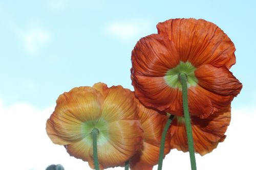 klatschmohn poppy flower blossom