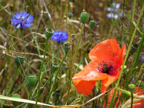 klatschmohn poppy red