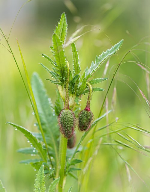 klatschmohn  bud  bokeh