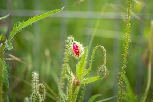 klatschmohn  bud  bokeh