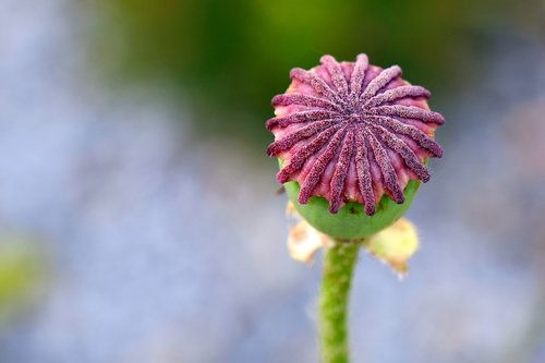 klatschmohn  plant  fruit capsule