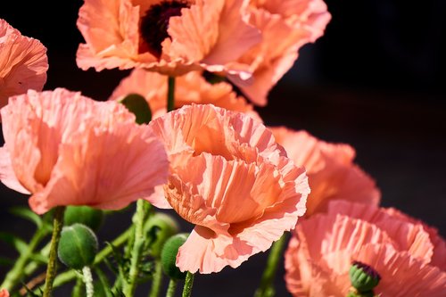 klatschmohn  plant  flower