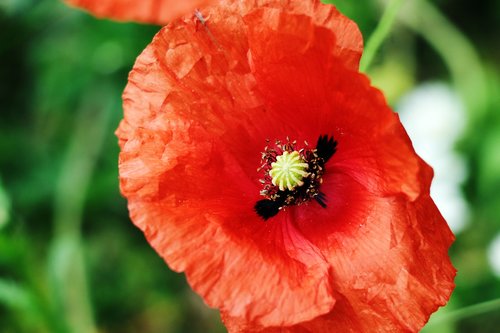 klatschmohn  red  nature