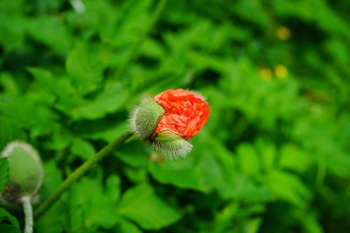 klatschmohn papaver rhoeas flower