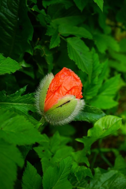 klatschmohn flower blossom