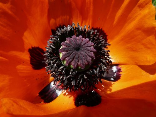 klatschmohn blossom bloom