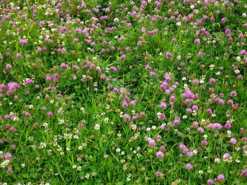klee clover meadow meadow