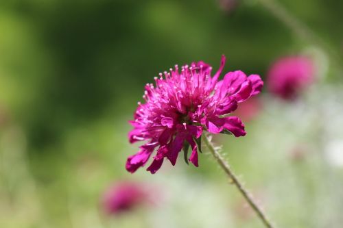 klee pink flower