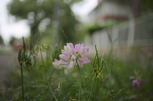 klee flower pink