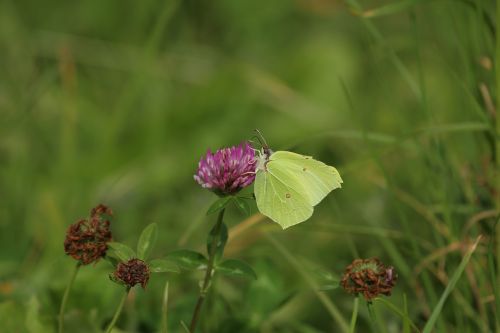 klee flower butterfly