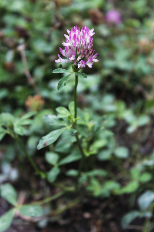 klee plant red clover