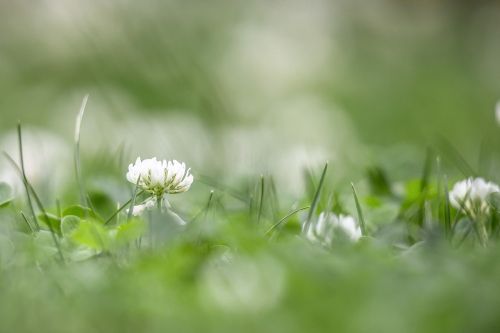 klee grass nature