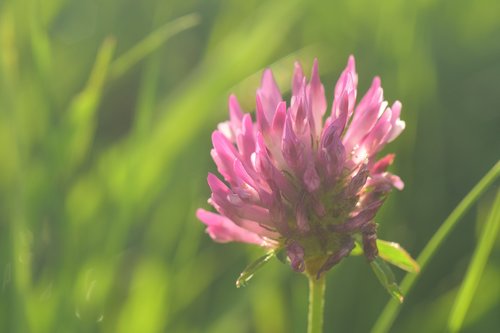 klee  red clover  pointed flower
