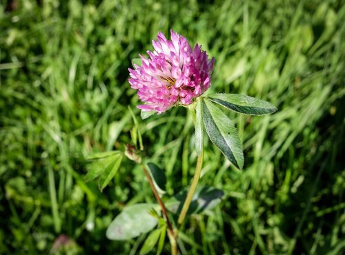 klee  clover flower  purple