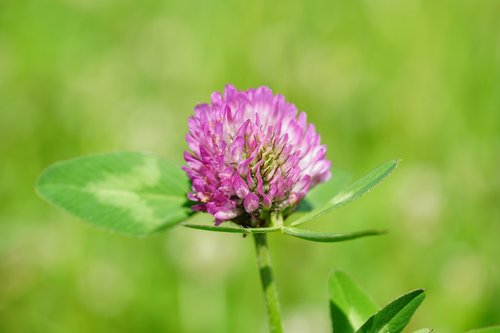 klee  red clover  pointed flower