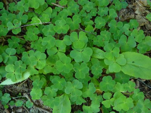 klee kleebblaetter forest floor