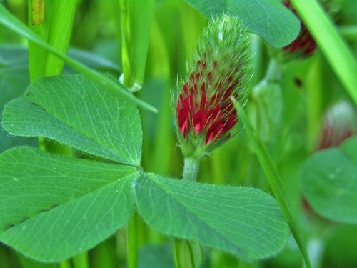 klee  forage clover  red flower