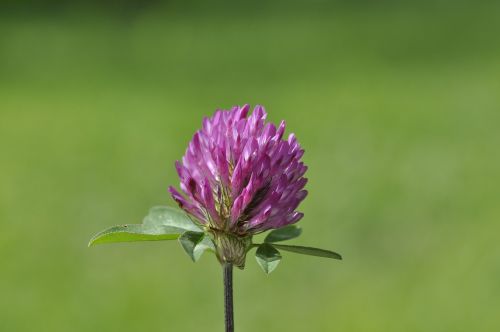 klee plant blossom