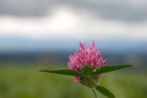 klee pink red clover