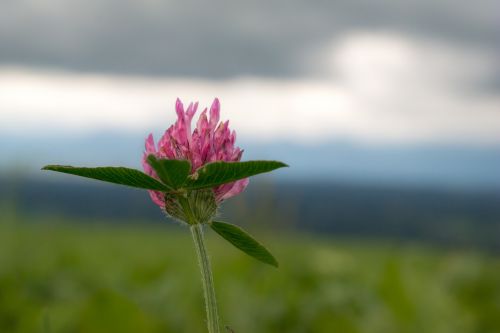 klee pink red clover