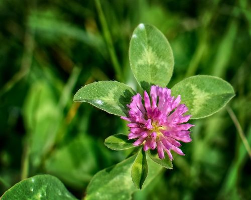 klee trifolium pointed flower