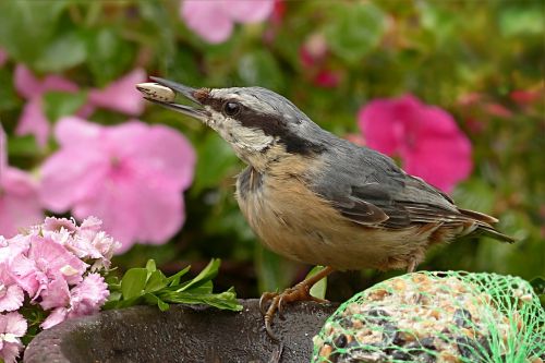 kleiber sitta europae bird