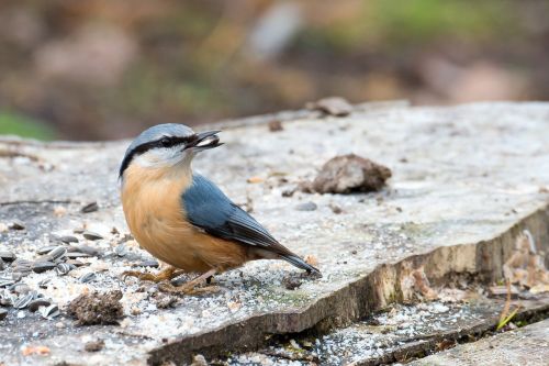 kleiber sitta europaea bird