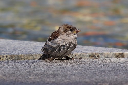 kleiner  wet  sparrow