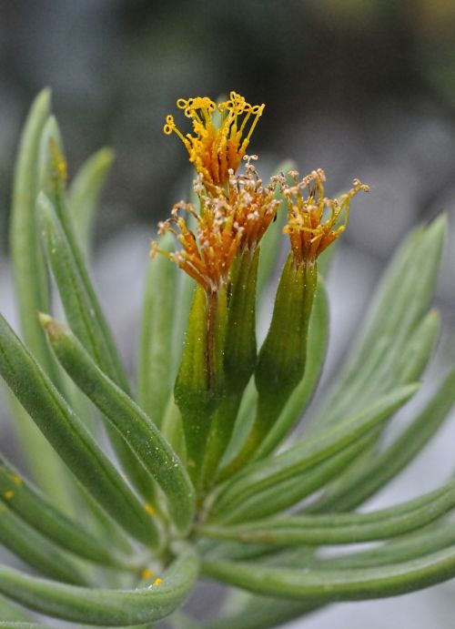 kleinia petraea flower plant