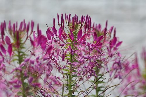 kleoma  flower  bloom