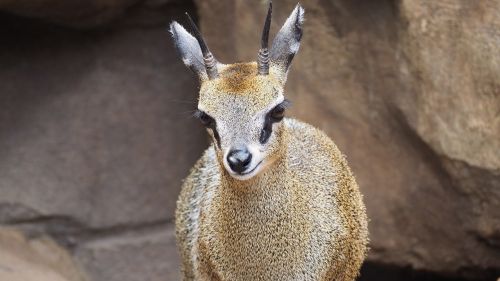 klipspringer antelope african