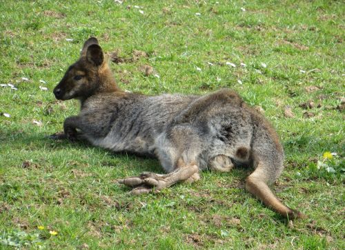 Kangaroo In The Garden