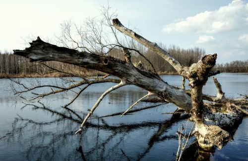 Tree Trunk In The River