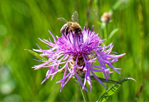 knapweed centaurea pointed flower