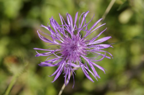 knapweed purple pointed flower