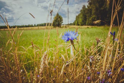 knapweed field wild flowers