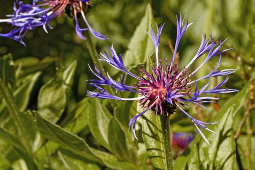 knapweed centaurea flower