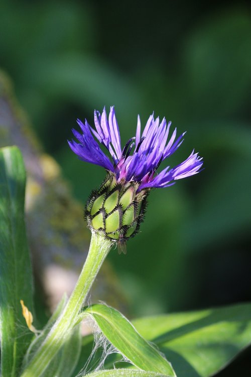 knapweed  blue flower  wild flower