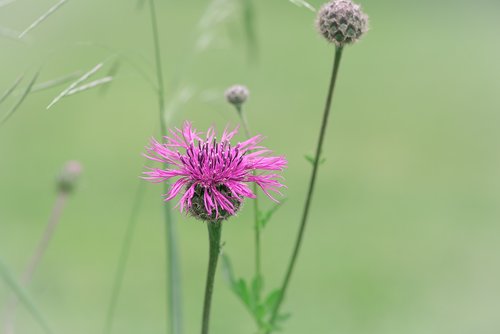 knapweed  flower  pink